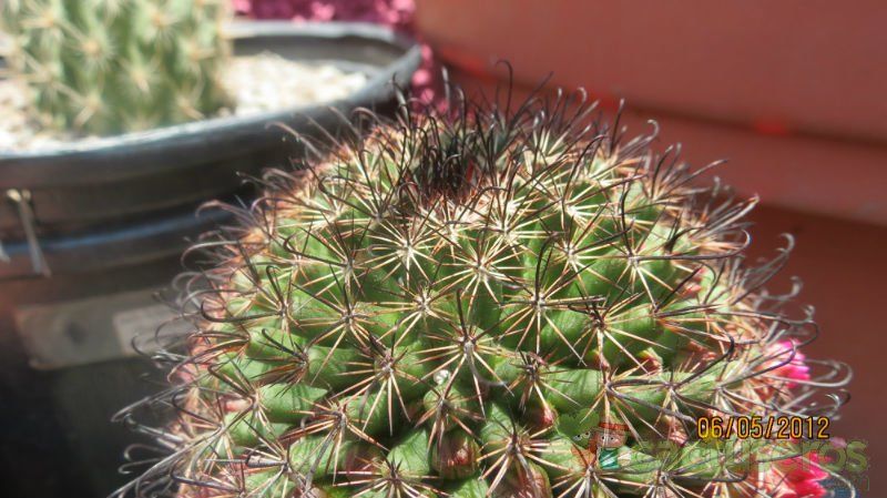 A photo of Mammillaria duoformis