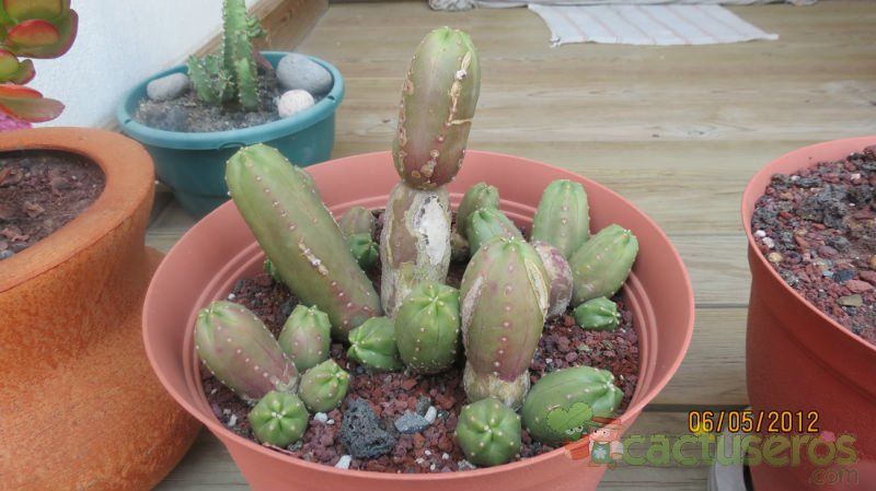 A photo of Echinocereus scheeri var. gentryi