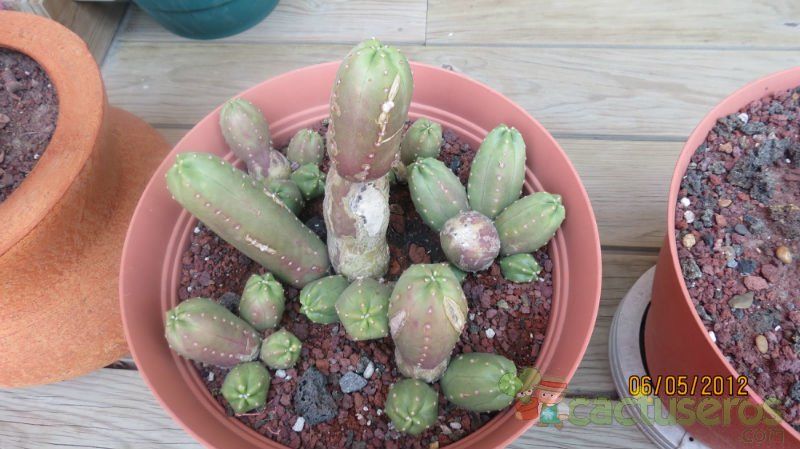 A photo of Echinocereus scheeri var. gentryi