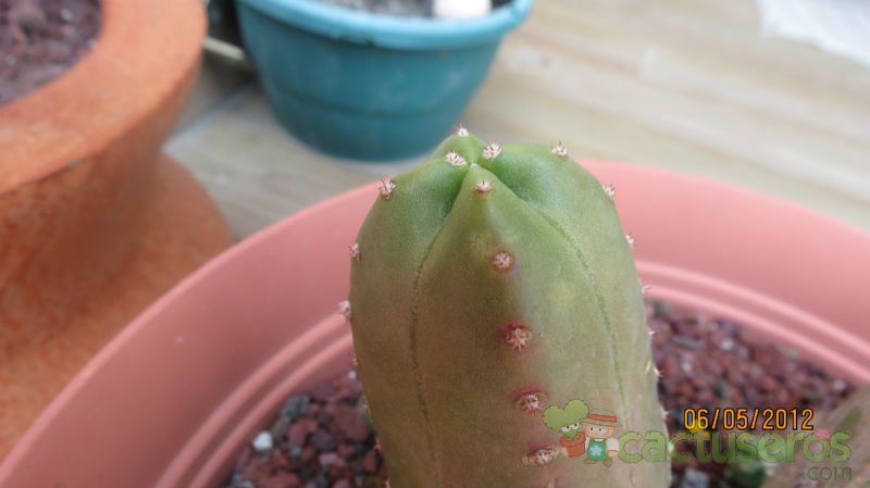 A photo of Echinocereus scheeri var. gentryi