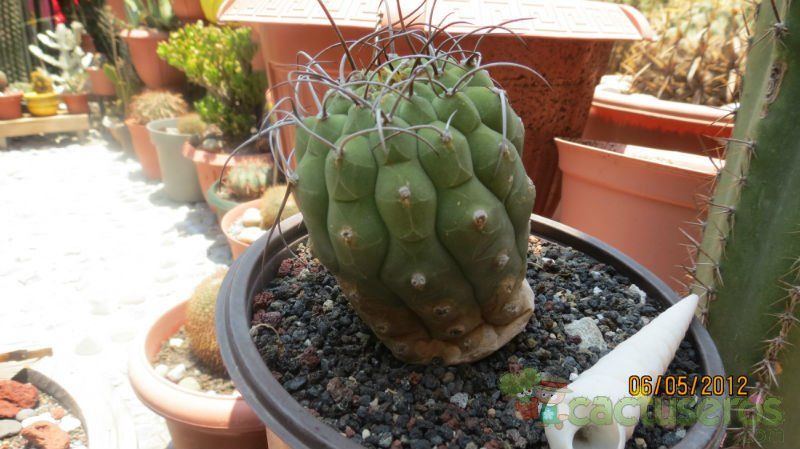 Una foto de Matucana madisoniorum