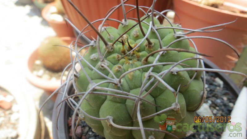 Una foto de Matucana madisoniorum