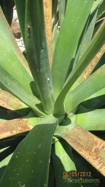 A photo of Agave bracteosa 
