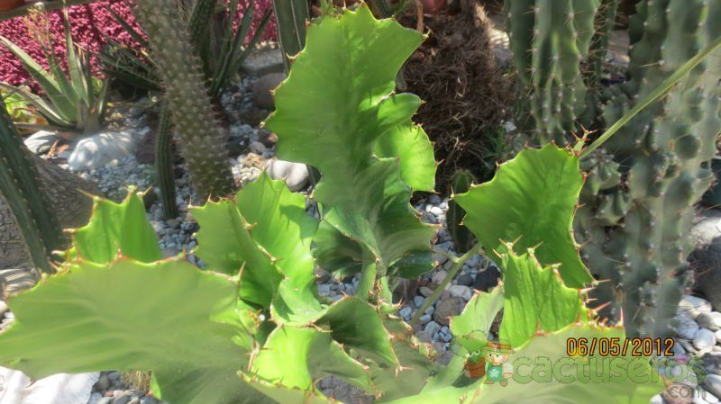 A photo of Euphorbia bougheyi