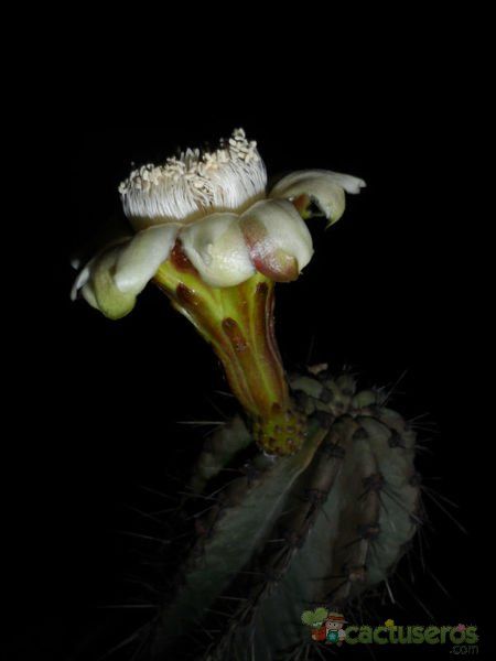 A photo of Stenocereus thurberi subsp. thurberi