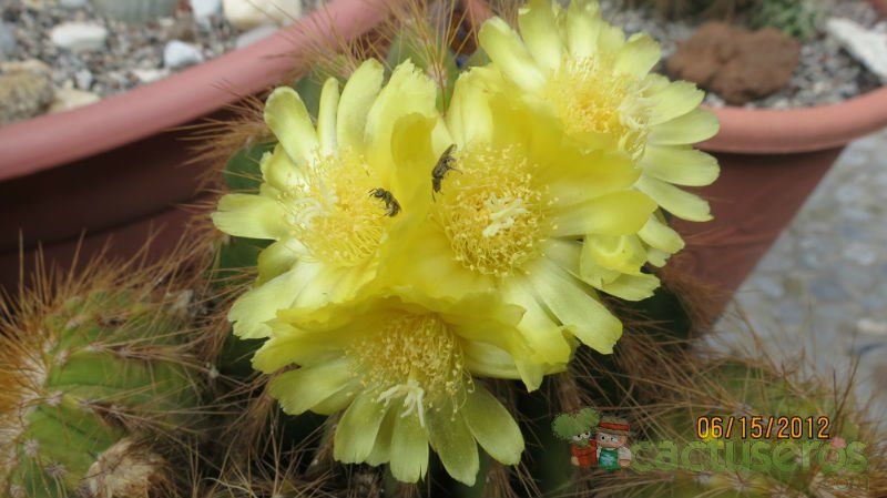 A photo of Parodia schumanniana