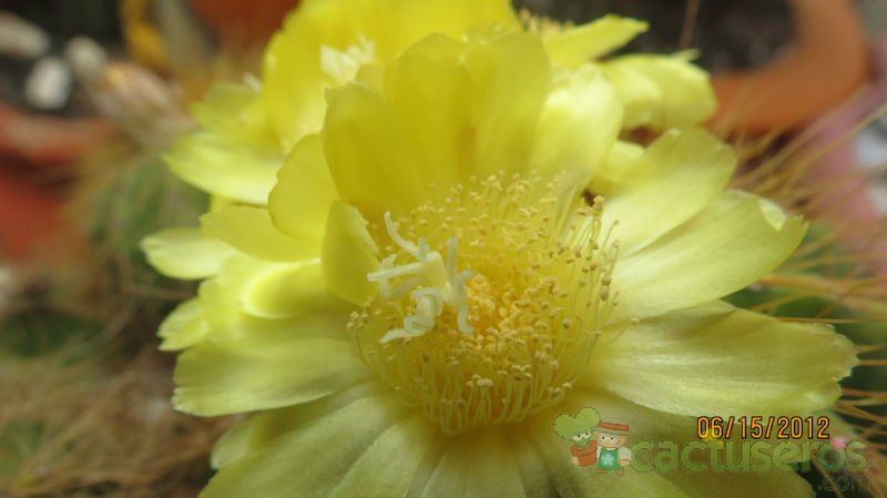 A photo of Parodia schumanniana