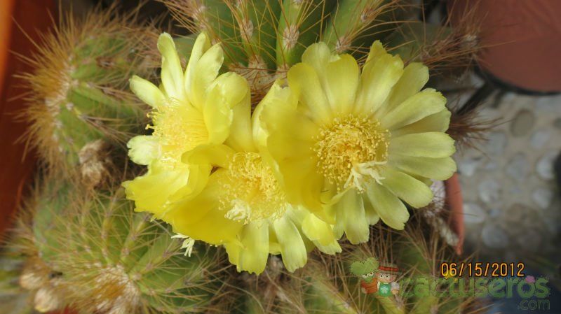 A photo of Parodia schumanniana