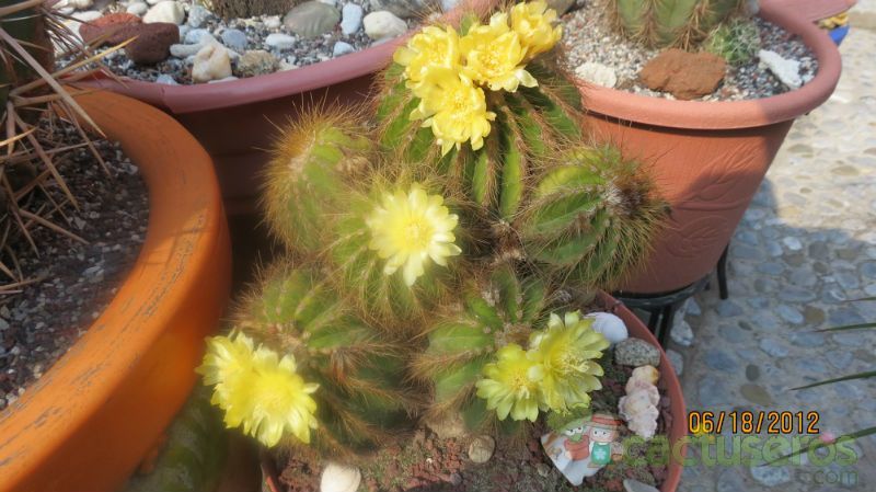 A photo of Parodia schumanniana