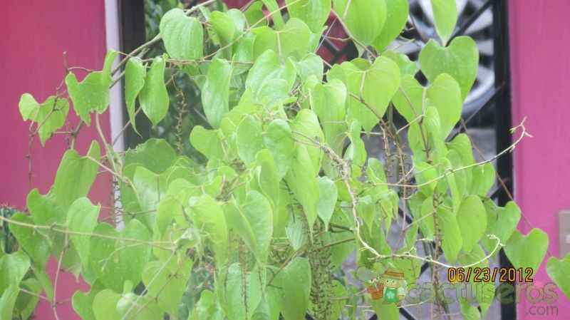 A photo of Dioscorea mexicana