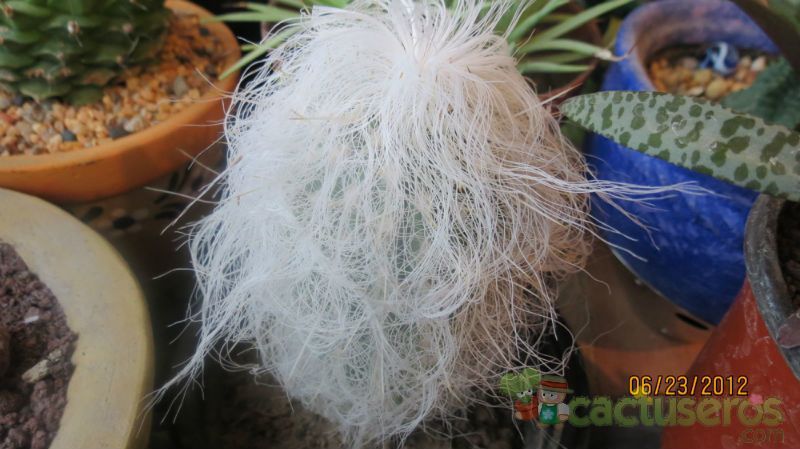 A photo of Cephalocereus senilis