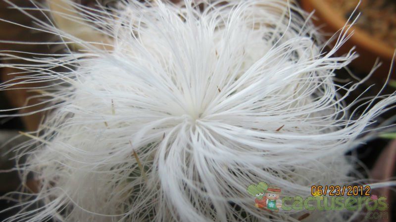 A photo of Cephalocereus senilis