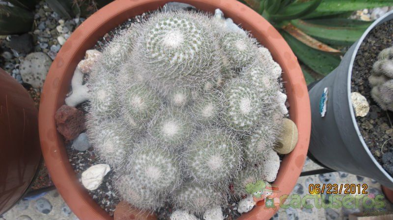 A photo of Mammillaria geminispina