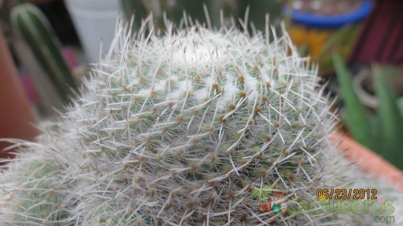 A photo of Mammillaria geminispina