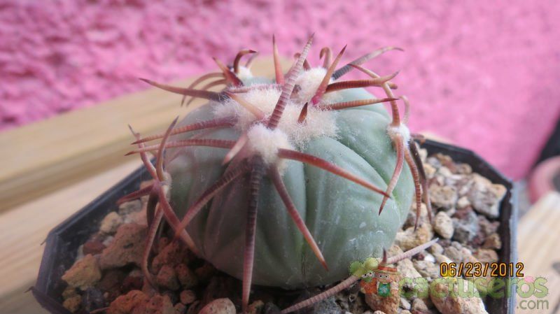 A photo of Echinocactus horizonthalonius