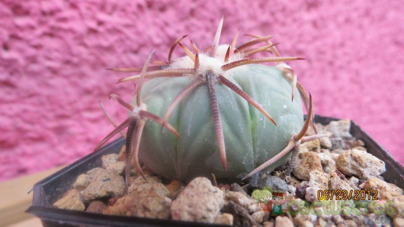 A photo of Echinocactus horizonthalonius