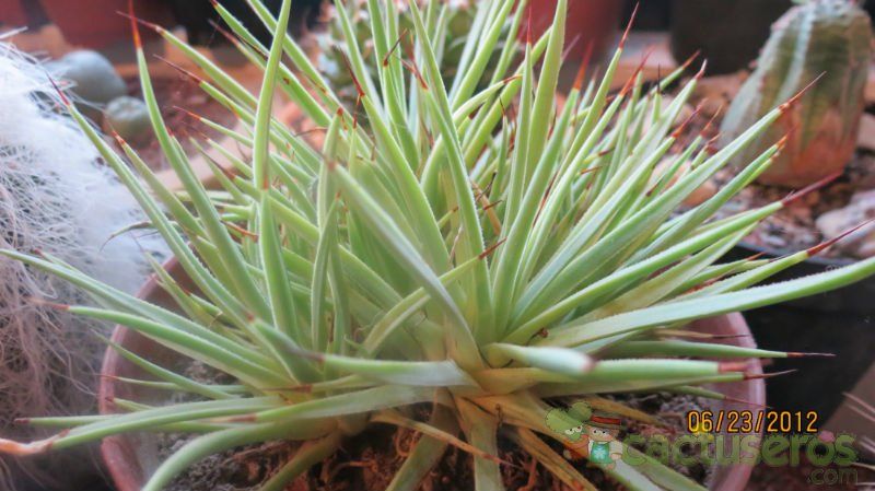 Una foto de Agave striata