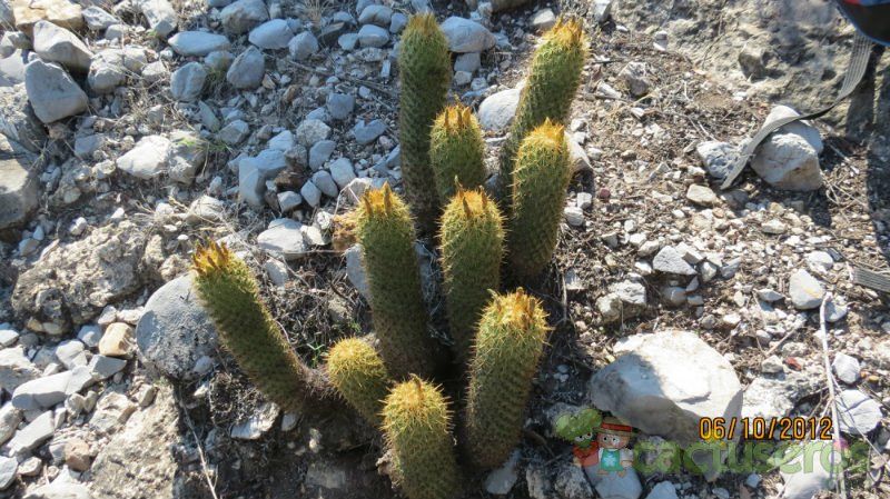 A photo of Coryphantha erecta