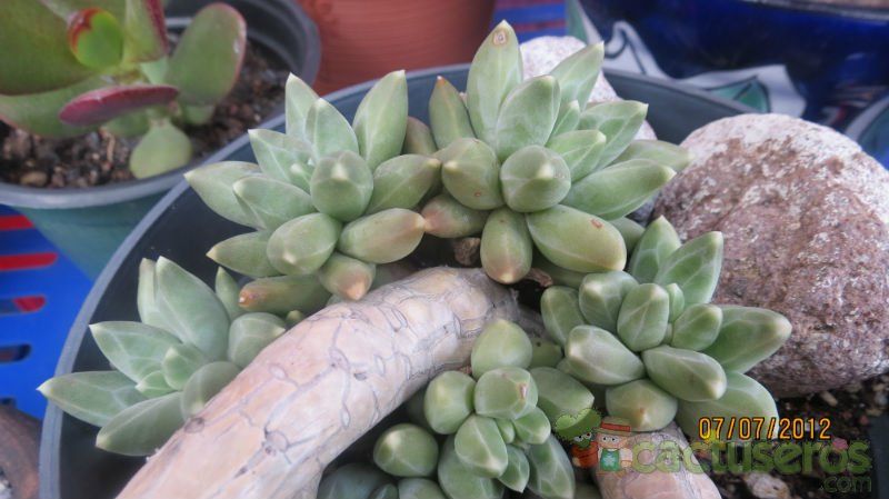A photo of Pachyphytum compactum