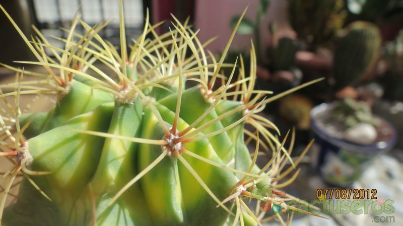 Una foto de Ferocactus histrix fma. variegada