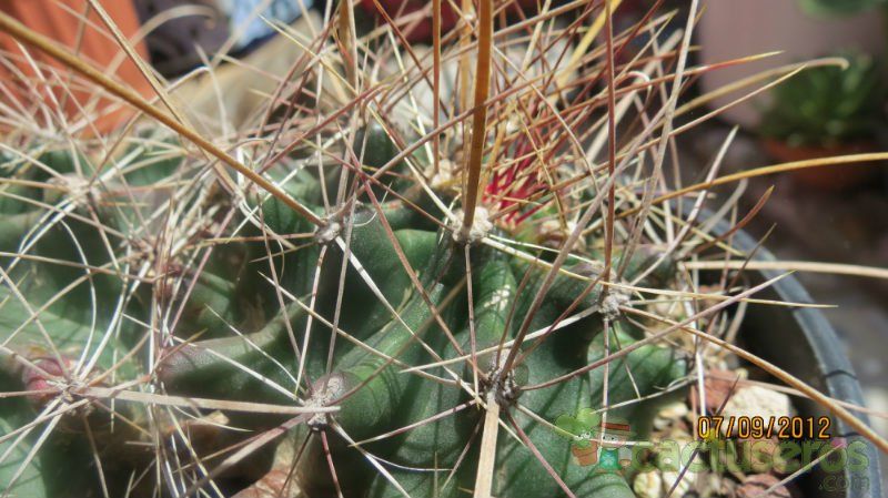 Una foto de Ferocactus hamatacanthus ssp. sinuatus
