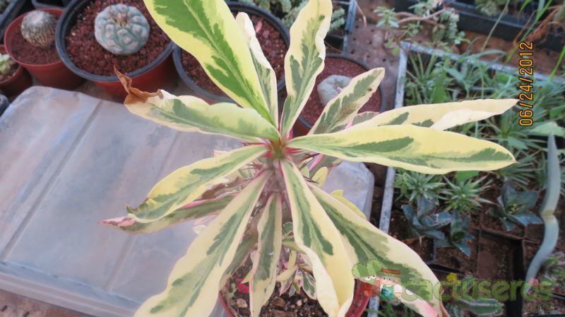 Una foto de Euphorbia milii fma. variegada