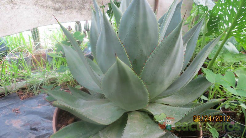 A photo of Agave mitis