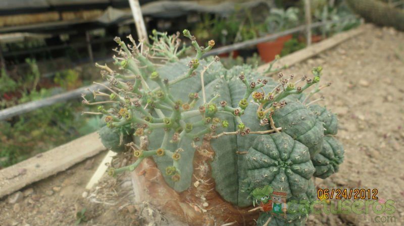 A photo of Euphorbia meloformis