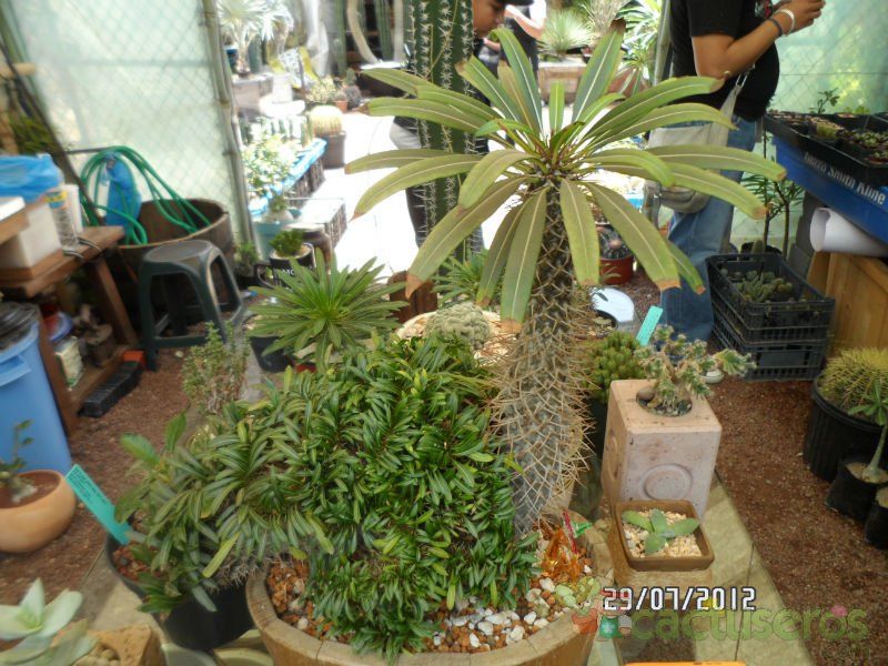 Una foto de Pachypodium lamerei fma. crestada