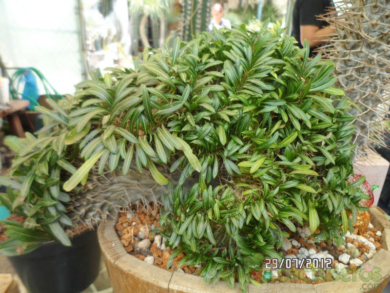 Una foto de Pachypodium lamerei fma. crestada