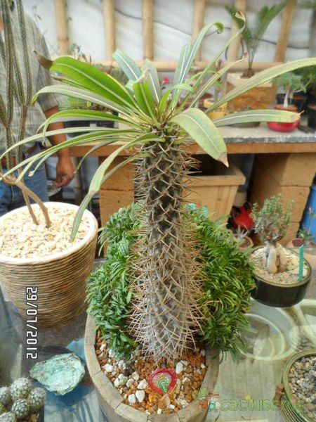 Una foto de Pachypodium lamerei fma. crestada
