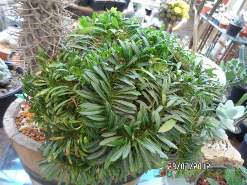 Una foto de Pachypodium lamerei fma. crestada