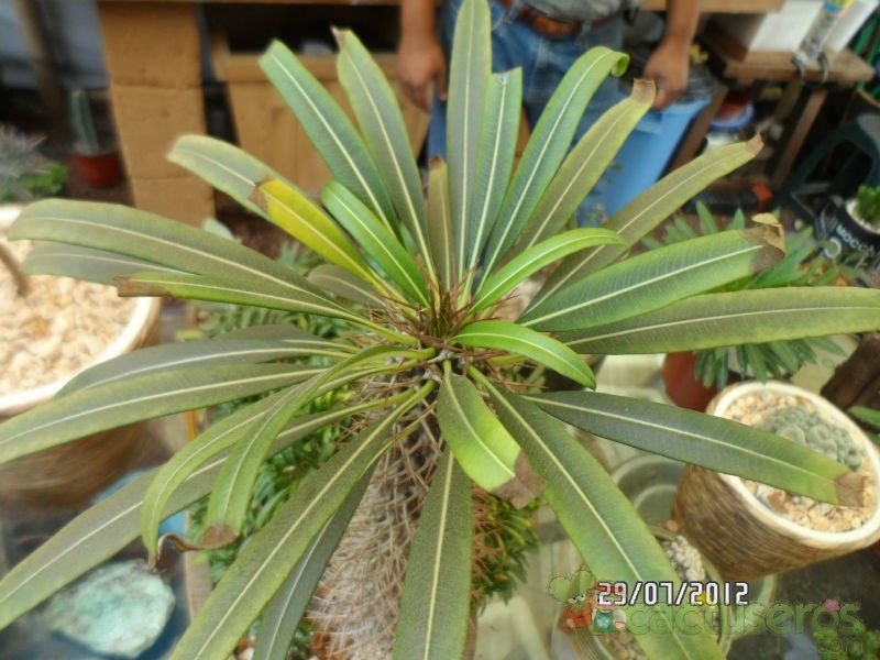 Una foto de Pachypodium lamerei fma. crestada