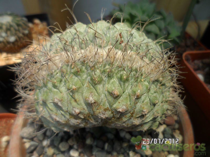 A photo of Strombocactus disciformis fma. crestada