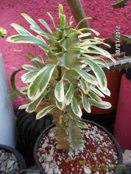 Una foto de Euphorbia candelabrum fma. variegada