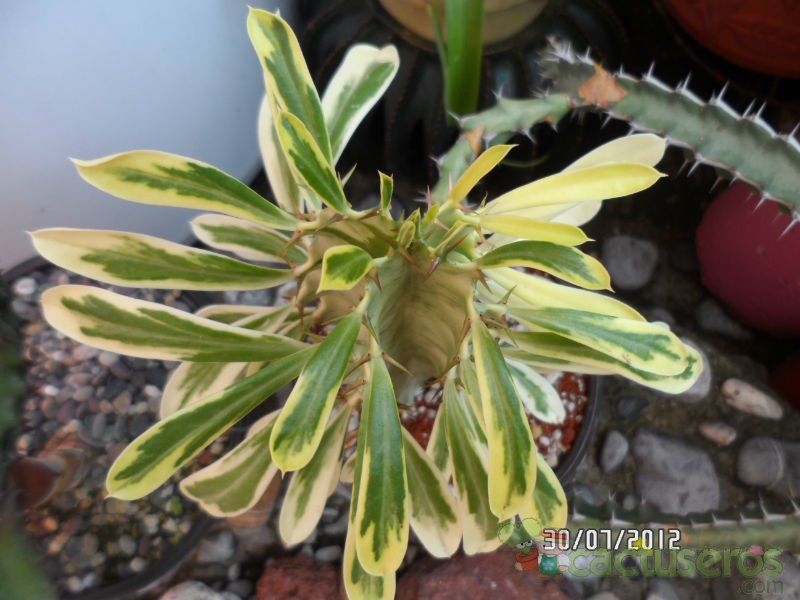 Una foto de Euphorbia candelabrum fma. variegada
