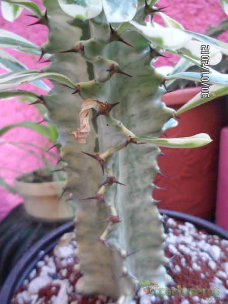 Una foto de Euphorbia candelabrum fma. variegada
