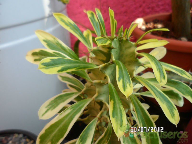 Una foto de Euphorbia candelabrum fma. variegada