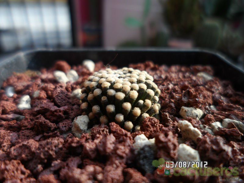 A photo of Mammillaria luethyi