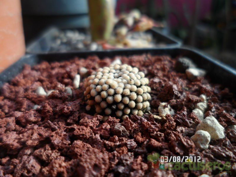 A photo of Mammillaria luethyi