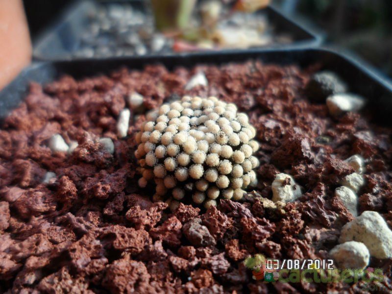 A photo of Mammillaria luethyi
