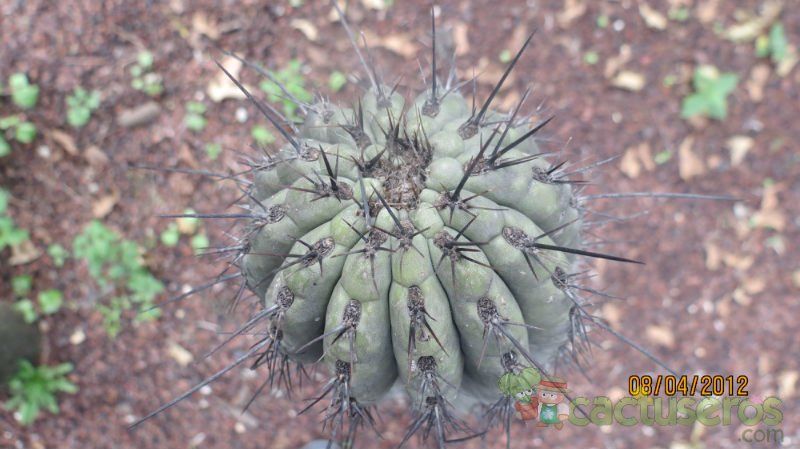Una foto de Neobuxbaumia tetezo