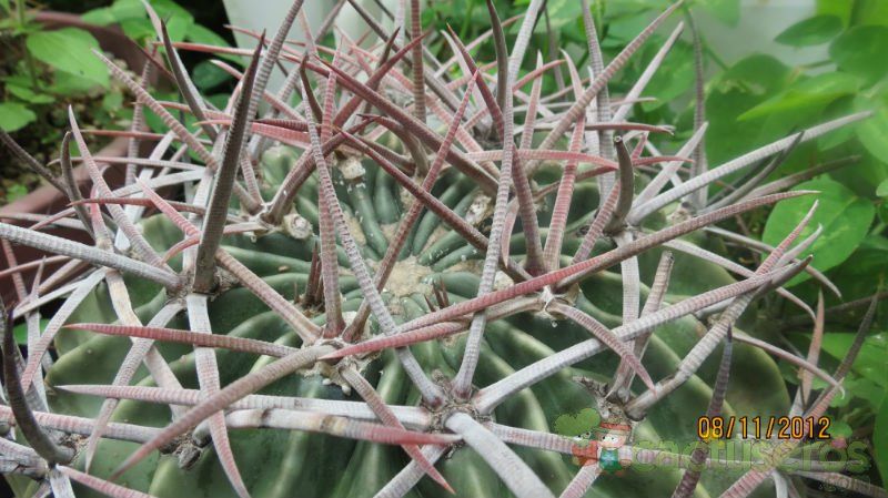 A photo of Echinocactus texensis
