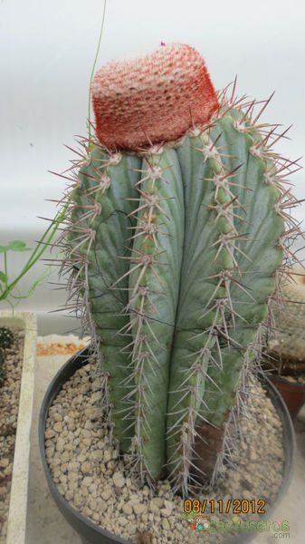Una foto de Melocactus azureus