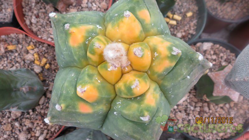 A photo of Astrophytum myriostigma cv. Kikko fma. nudum variegada