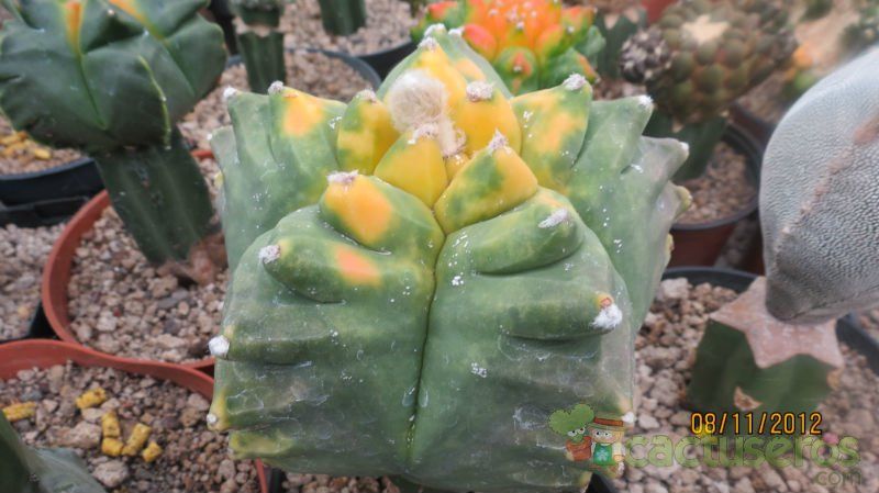 Una foto de Astrophytum myriostigma cv. Kikko fma. nudum variegada