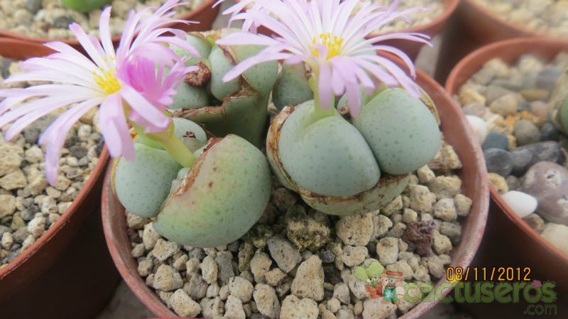 Una foto de Conophytum velutinum