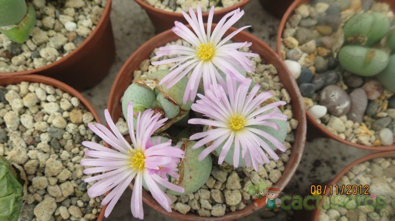 Una foto de Conophytum velutinum