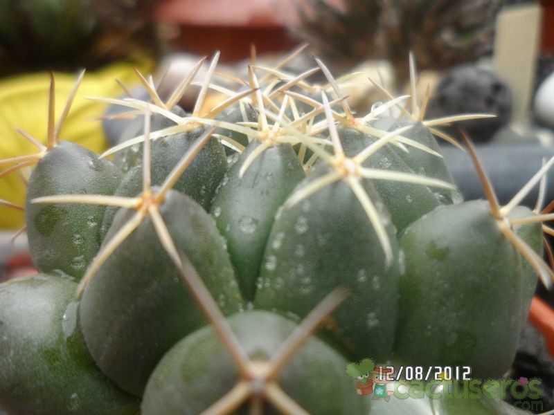 A photo of Coryphantha maiz-tablasensis