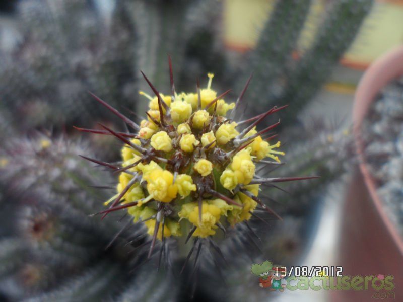 A photo of Euphorbia baioensis